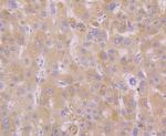 Atg12 Antibody in Immunohistochemistry (Paraffin) (IHC (P))