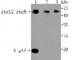 Atg12 Antibody in Western Blot (WB)