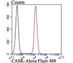 CASK Antibody in Flow Cytometry (Flow)