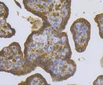 CASK Antibody in Immunohistochemistry (Paraffin) (IHC (P))