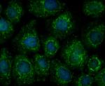 Annexin A1 Antibody in Immunocytochemistry (ICC/IF)