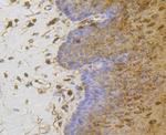 Annexin A1 Antibody in Immunohistochemistry (Paraffin) (IHC (P))