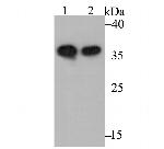 Annexin A1 Antibody in Western Blot (WB)