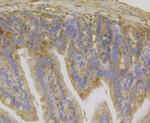 IL-22 Antibody in Immunohistochemistry (Paraffin) (IHC (P))