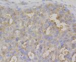 IL-22 Antibody in Immunohistochemistry (Paraffin) (IHC (P))