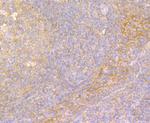 IL-22 Antibody in Immunohistochemistry (Paraffin) (IHC (P))