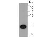 IL-22 Antibody in Western Blot (WB)