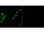 Brd4 Antibody in Immunocytochemistry (ICC/IF)