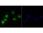 Brd4 Antibody in Western Blot (WB)