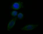 FH Antibody in Immunocytochemistry (ICC/IF)