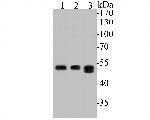 FH Antibody in Western Blot (WB)