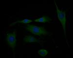 GABRA1 Antibody in Immunocytochemistry (ICC/IF)