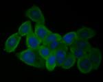 GABRA1 Antibody in Immunocytochemistry (ICC/IF)