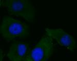 KCNMA1 Antibody in Immunocytochemistry (ICC/IF)