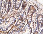 KCNMA1 Antibody in Immunohistochemistry (Paraffin) (IHC (P))