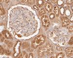 KCNMA1 Antibody in Immunohistochemistry (Paraffin) (IHC (P))