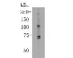 KCNMA1 Antibody in Western Blot (WB)