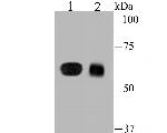 DLL4 Antibody in Western Blot (WB)