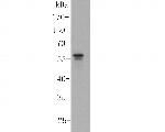 PPAR delta Antibody in Western Blot (WB)