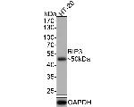 RIP3 Antibody in Western Blot (WB)