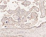 Flt3 Antibody in Immunohistochemistry (Paraffin) (IHC (P))