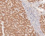 Flt3 Antibody in Immunohistochemistry (Paraffin) (IHC (P))