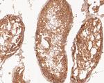 Flt3 Antibody in Immunohistochemistry (Paraffin) (IHC (P))