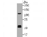 Flt3 Antibody in Western Blot (WB)