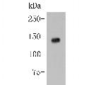 IRS1 Antibody in Western Blot (WB)