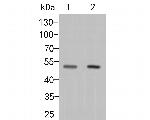 P2RX5 Antibody in Western Blot (WB)