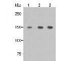 mSin3A Antibody in Western Blot (WB)