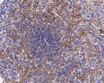 CD28 Antibody in Immunohistochemistry (Paraffin) (IHC (P))