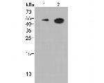 CD28 Antibody in Western Blot (WB)