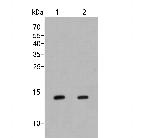 IFITM1 Antibody in Western Blot (WB)