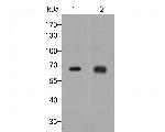 Nucleoporin p62 Antibody in Western Blot (WB)