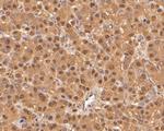 PSMA5 Antibody in Immunohistochemistry (Paraffin) (IHC (P))