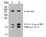 Bit1 Antibody in Western Blot (WB)