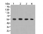 GRK1 Antibody in Western Blot (WB)