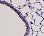 TLR7 Antibody in Immunohistochemistry (Paraffin) (IHC (P))