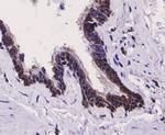 TLR7 Antibody in Immunohistochemistry (Paraffin) (IHC (P))