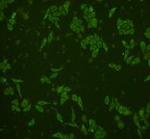 GRB2 Antibody in Immunocytochemistry (ICC/IF)