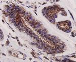 GRB2 Antibody in Immunohistochemistry (Paraffin) (IHC (P))