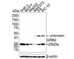 GRB2 Antibody in Western Blot (WB)