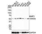 MMP1 Antibody in Western Blot (WB)