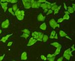 Topoisomerase II alpha Antibody in Immunocytochemistry (ICC/IF)