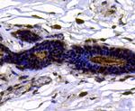 Topoisomerase II alpha Antibody in Immunohistochemistry (Paraffin) (IHC (P))