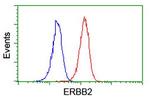 ERBB2 Antibody in Flow Cytometry (Flow)