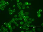 ERBB2 Antibody in Immunocytochemistry (ICC/IF)