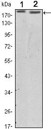 ErbB2 (HER-2) Antibody in Western Blot (WB)