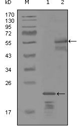 ErbB3 Antibody in Western Blot (WB)